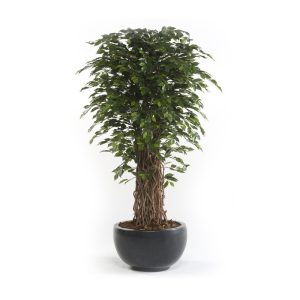 Árbol Ficus Deluxe artificial de 180 cm de altura