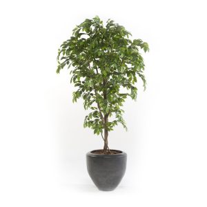 árbol ficus premium artificial de 175 y 205 cm de altura