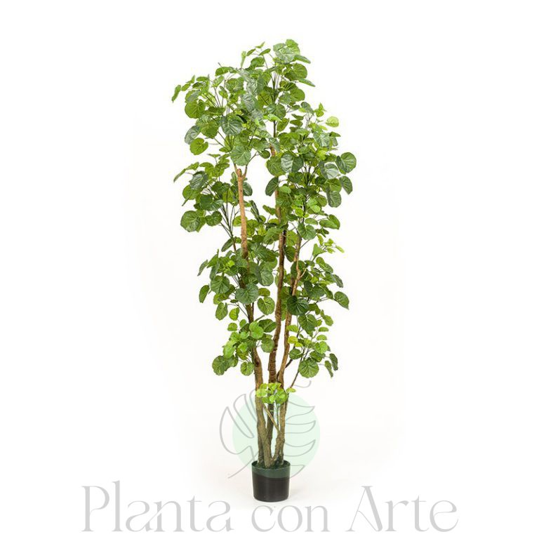 Planta Aralia artificial en dos alturas: 165 y 195 cm