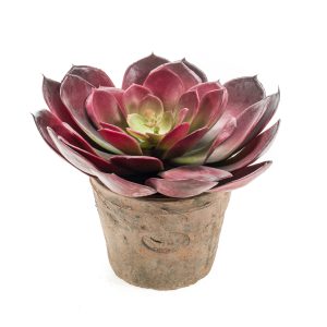 Echeveria Pelusida artificial color burdeos en vaso de terracota vintage