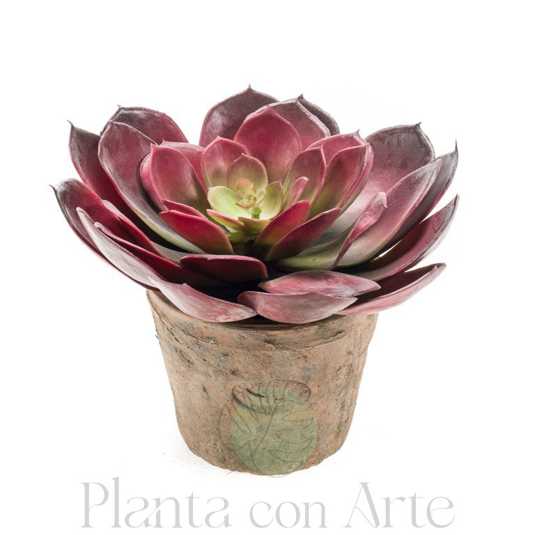 Echeveria Pelusida artificial color burdeos en vaso de terracota vintage