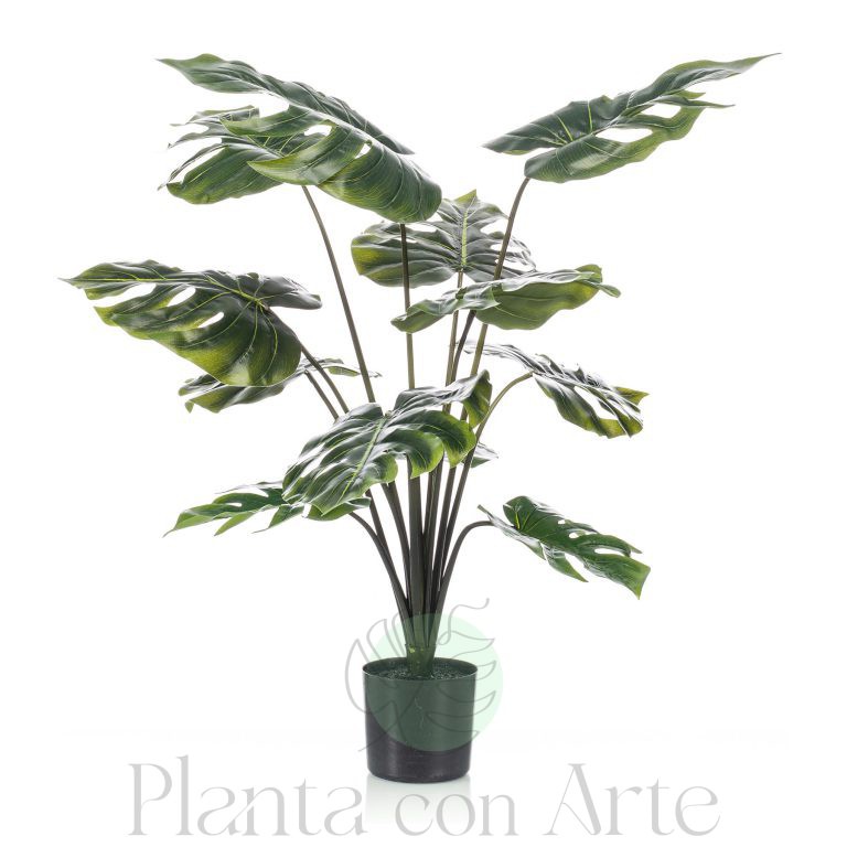 Planta Monstera de 80 cm de altura