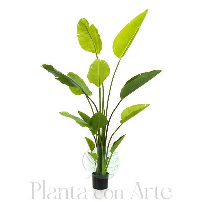 Árbol STRELITZIA NICOLAI artificial de 150 cm de altura