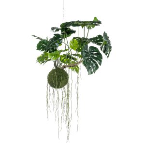 Kokedama Monstera de 80 cm de altura colgante de techo