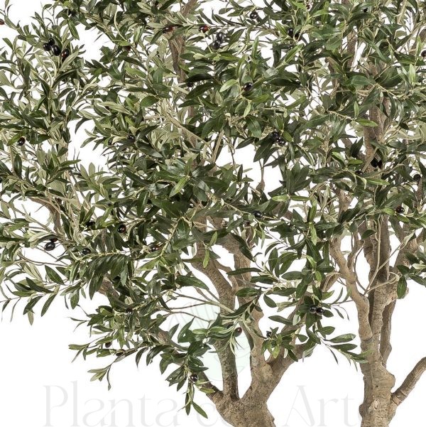 Detalle del arbol olivo grande para interior