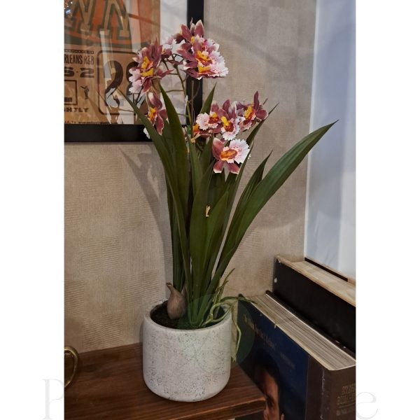 orquídea Oncidio en decoración