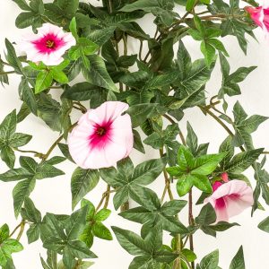 planta colgante campanilla rosa para exterior