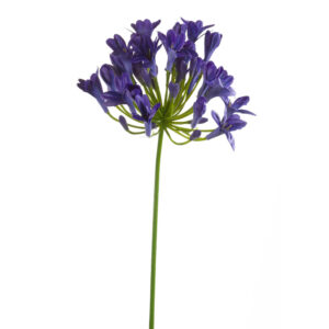 AGAPANTO AZUL artificial realista o AGAPANTHUS AZUL de 75 cm realista