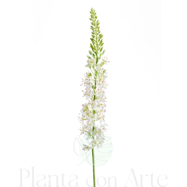 Rama de EREMURUS BLANCO con flores de color blanco artificial realista de 105 cm de altura total  muy realista, para decorar tus bouquets o jardineras