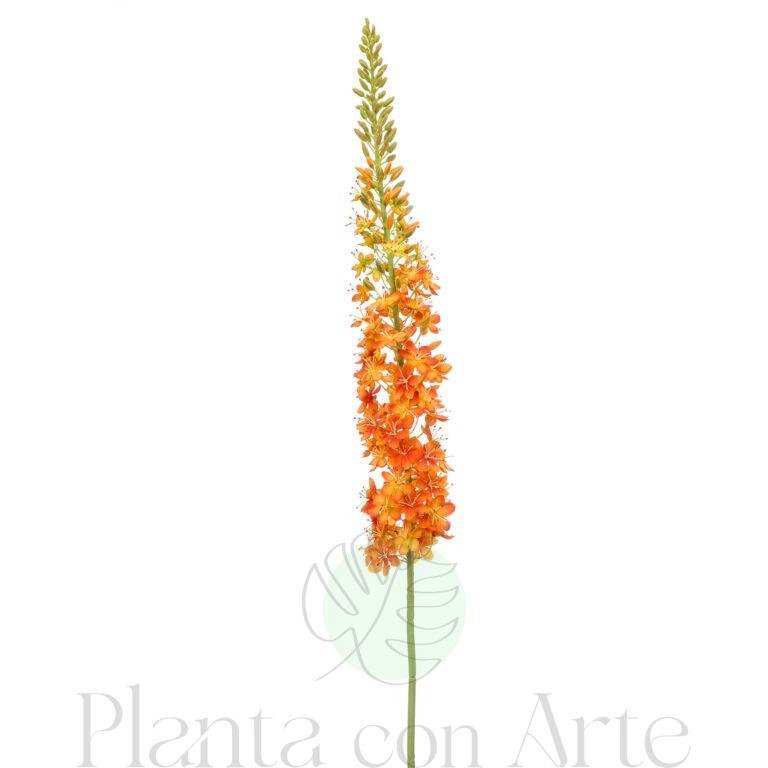 Rama de EREMURUS NARANJA XL con flores de color blanco artificial realista de 130 cm de altura total muy realista, para decorar tus bouquets o jardineras