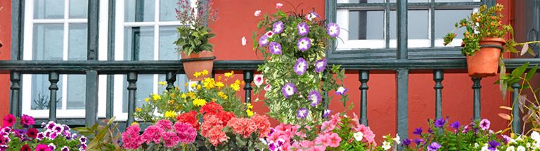 Balkonblumen- La Palma